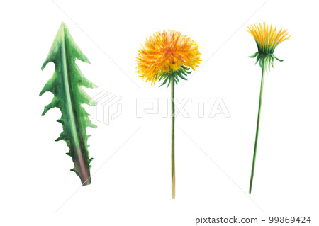 Watercolor set of botanical illustration meadow yellow dandelion flowers and green leaves. Hand painting clipart on a white isolated background. For designers, decoration, postcards, wrapping paper 99869424