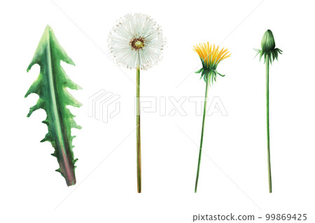 Watercolor set of botanical illustration meadow yellow dandelion flowers and green leaves. Hand painting clipart on a white isolated background. For designers, decoration, postcards, wrapping paper 99869425