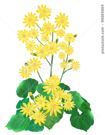 edible wildflowers edible wildflowers 99869864