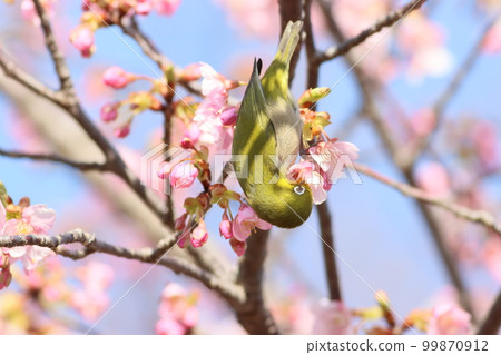 《Odawara Flower Garden》Early Blooming Cherry Blossoms and White-eye 99870912
