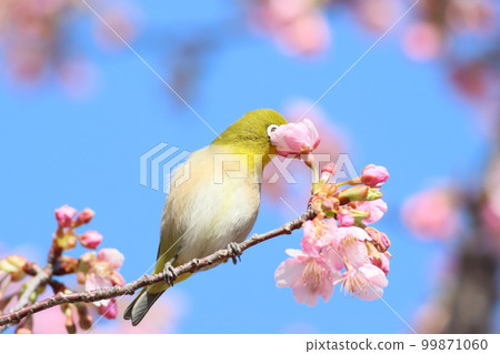 《Odawara Flower Garden》Early Blooming Cherry Blossoms and White-eye 99871060
