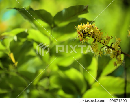 Omokugenji flowers blooming in September Omokugenji flowers blooming in September 99871203
