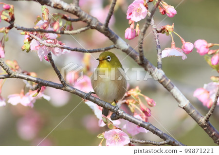 《Odawara Flower Garden》Early Blooming Cherry Blossoms and White-eye 99871221