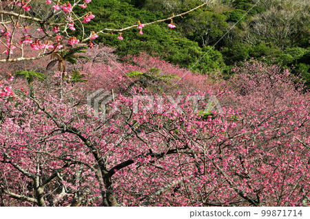 Motobu-cho, Kunigami-gun, Okinawa Prefecture Row of Ryukyu Kanhizakura cherry trees and a mountain of cherry blossoms at the Motobu Yaedake Cherry Blossom Festival venue Motobu-cho, Kunigami-gun, Okinawa Prefecture Row of Ryukyu Kanhizakura cherry trees and a mountain of cherry blossoms at the Motobu Yaedake Cherry Blossom Festival venue 99871714