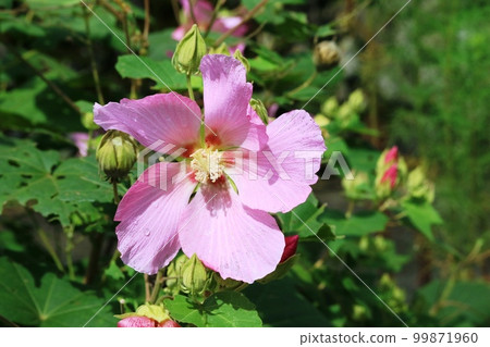 Beautiful pink petals! Fuyou Beautiful pink petals! Fuyou 99871960