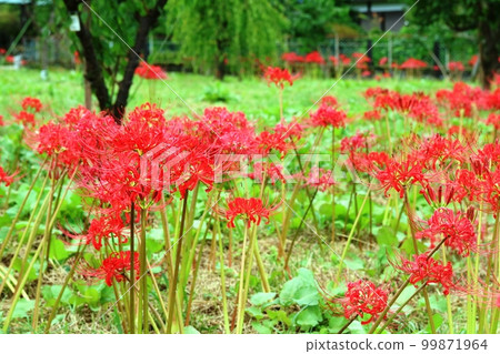 Cluster amaryllis (cluster amaryllis) in full bloom 99871964