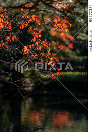 Kuribayashi Park 99872383