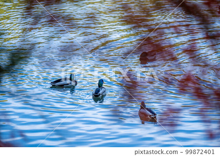 Kuribayashi Park 99872401