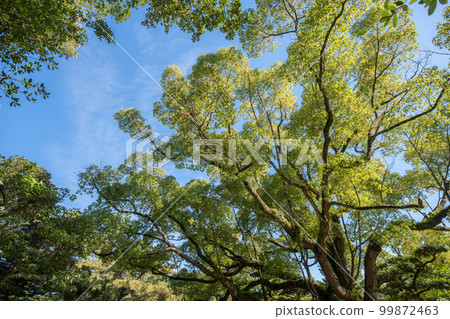 Kuribayashi Park 99872463