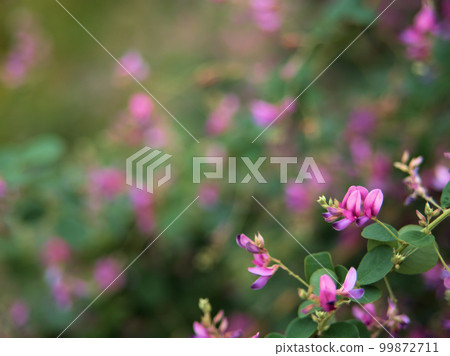 九月盛開的香萩花 九月盛開的香萩花 99872711