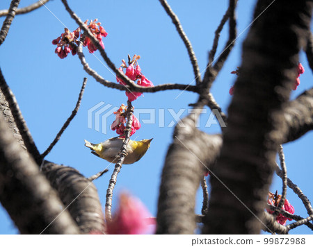 Kanhizakura and white-eye 99872988