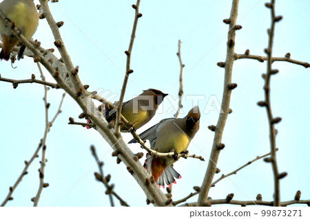 一隻美麗的鰭雀鳥，尾羽張開 99873271