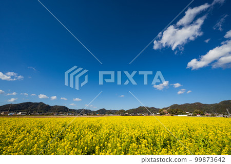 早春的南房總鴨川七畑道 盛開的油菜花在藍天下熠熠生輝 早春的南房總鴨川七畑道 盛開的油菜花在藍天下熠熠生輝 99873642