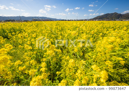 Minamiboso in early spring Rapeseed field road on Kamogawa Rape blossoms in full bloom under the blue sky sway at the beginning of spring Minamiboso in early spring Rapeseed field road on Kamogawa Rape blossoms in full bloom under the blue sky sway at the beginning of spring 99873647