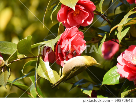 Red camellia and green white-eye Red camellia and green white-eye 99873648