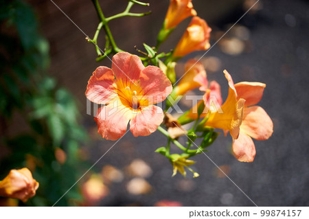 Trumpet vine, flower, orange, close-up, vivid 99874157