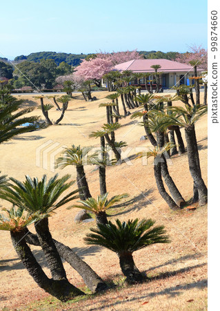 The cycad population of Yoshino Park The cycad population of Yoshino Park 99874660