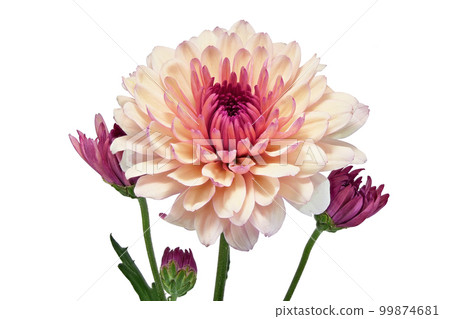 [菊]（深度合成） 99874681