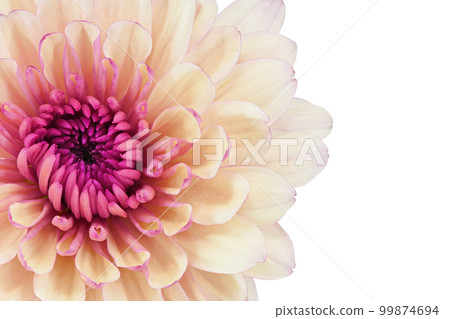 [Chrysanthemum] (Depth synthesis) 99874694