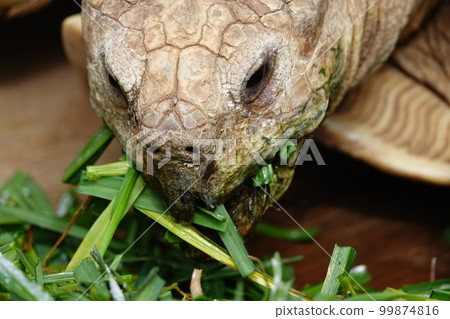 Turtle meal 99874816