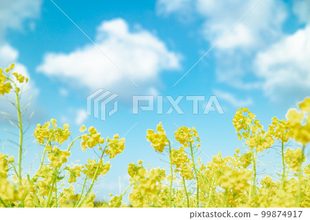 Image of spring blue sky and rape blossoms 99874917