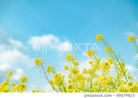 Image of spring blue sky and rape blossoms 99874923