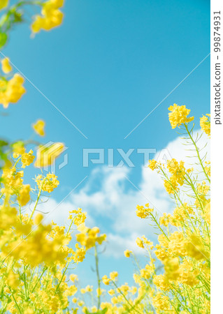 Image of spring blue sky and rape blossoms 99874931