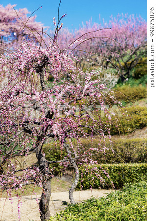垂梅吉野公園 垂梅吉野公園 99875026