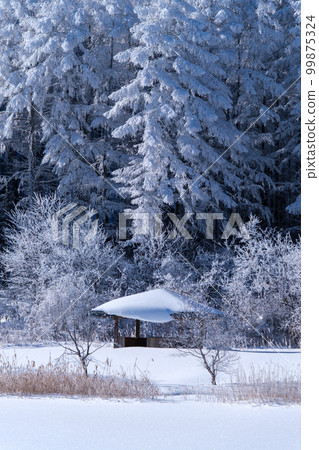 Shining snow scene 99875324