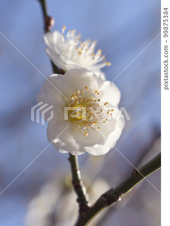 白梅微距 99875384