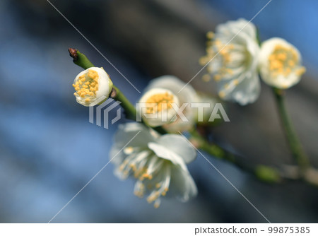 白梅微距 99875385