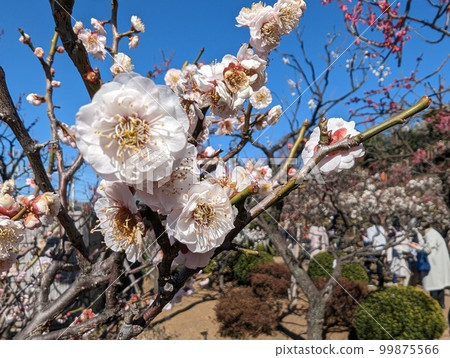 Ikegami Baien Ikegami Baien 99875566