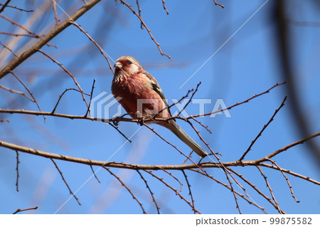 Benimashiko ♂ 99875582