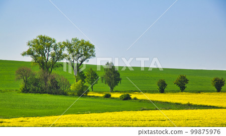 Beautiful rapeseed field in Bohemia 99875976