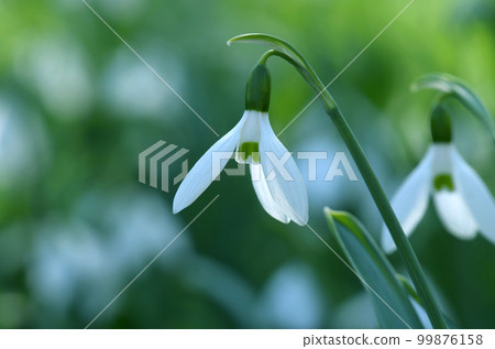 Snow Drop Snow Drop 99876158