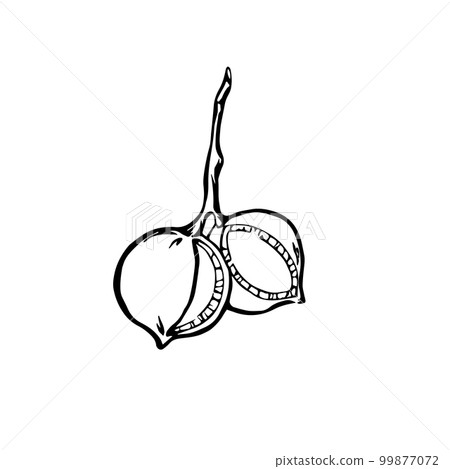 Hand drawn macadamia nuts with seeds black and white outline vector illustration 99877072