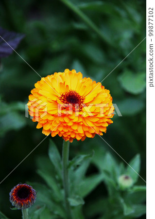 Calendula 99877102