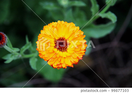 Calendula Calendula 99877103