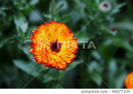 Calendula 99877104