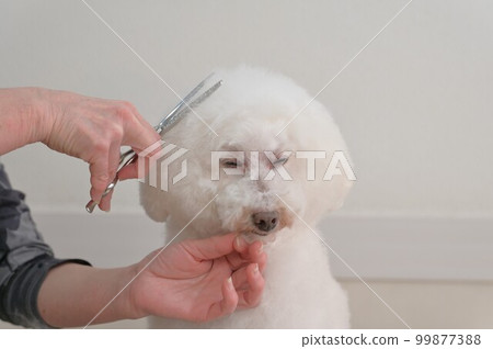 Trimming scenery of toy poodle 99877388