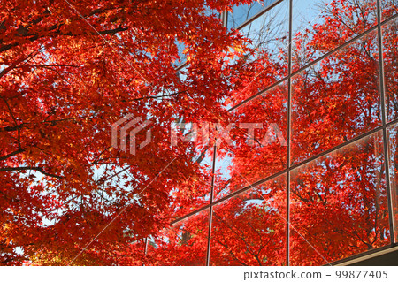 Autumn leaves 99877405