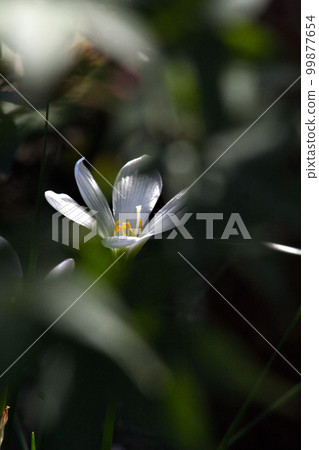 Tamasudare flowers quietly blooming cute white flowers under the bushes. Tamasudare flowers quietly blooming cute white flowers under the bushes. 99877654