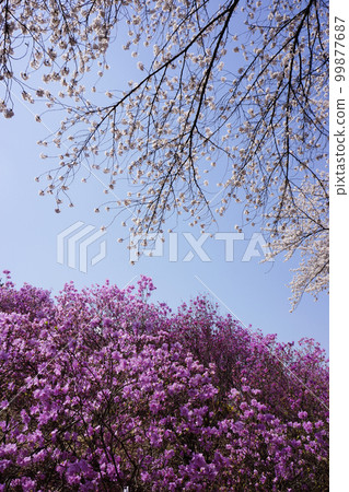 Cherry tree Cherry tree 99877687
