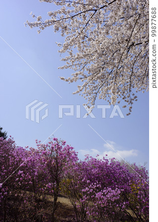 Cherry tree Cherry tree 99877688