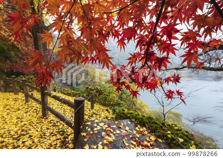 秋天的 Kimigano 大壩湖邊 99878266