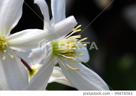 Side view of a single white Clematis montana flower (outdoor macro shot in gentle sunlight) Side view of a single white Clematis montana flower (outdoor macro shot in gentle sunlight) 99878561