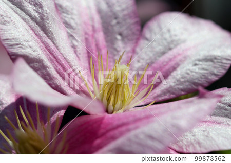Side view of a single Clematis montana flower with pink knots on a white background (macro shot with sunlight) Side view of a single Clematis montana flower with pink knots on a white background (macro shot with sunlight) 99878562