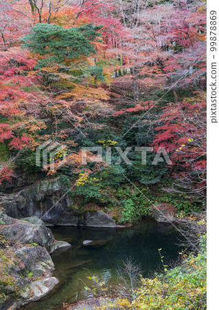 Walk through Kawachi Valley in autumn Walk through Kawachi Valley in autumn 99878869