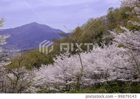 大山和櫻花 大山和櫻花 99879143