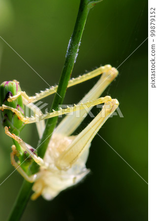A poor locust shell left on a branch after being eaten by a predator such as a praying mantis or a spider. A poor locust shell left on a branch after being eaten by a predator such as a praying mantis or a spider. 99879152